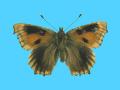 Aglias urticae ab. dannenbergi 2-15-1912 UK (Internet Image property of respective owner, non-commercial use only)
